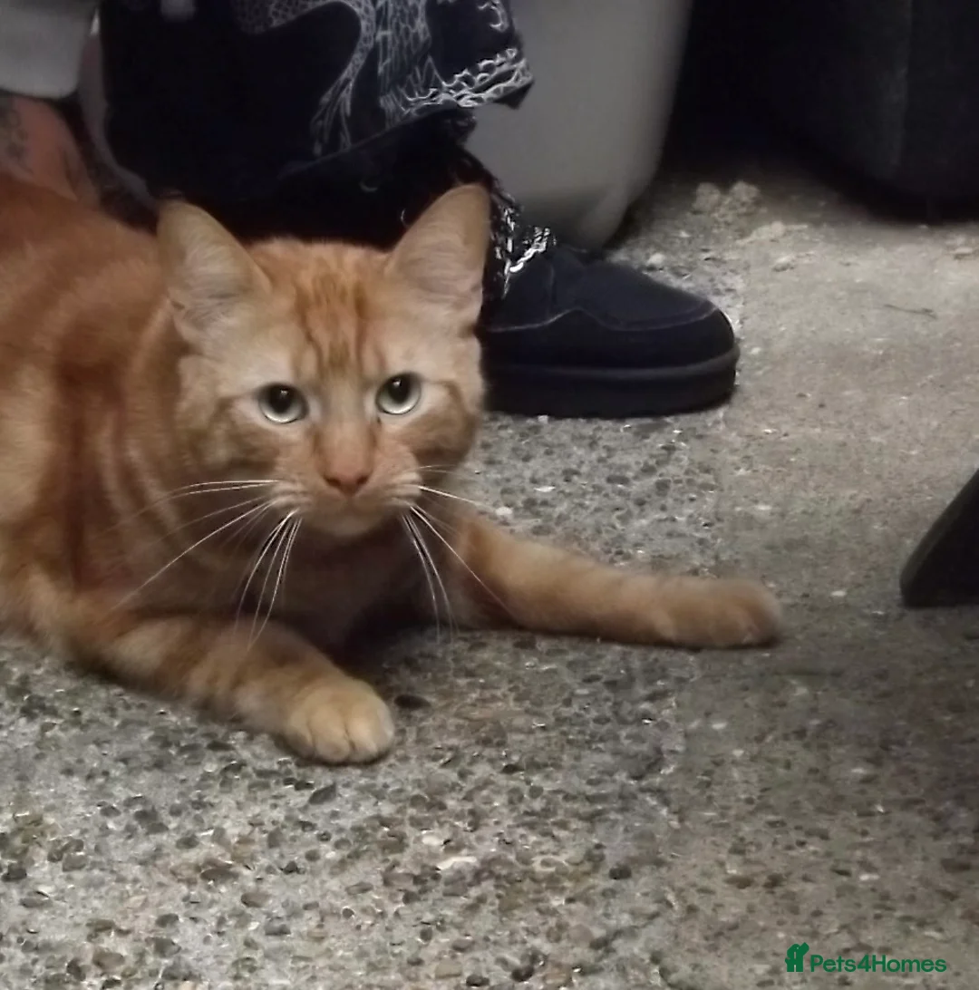 Mixed Breed cats for sale: Two male cats for rehoming - Advert 2