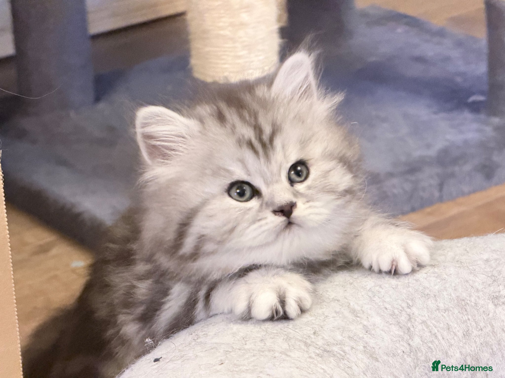 British Longhair cats for sale: RARE GCCF reg PKD Clear BLH Silver Tabby Kittens - Advert 11