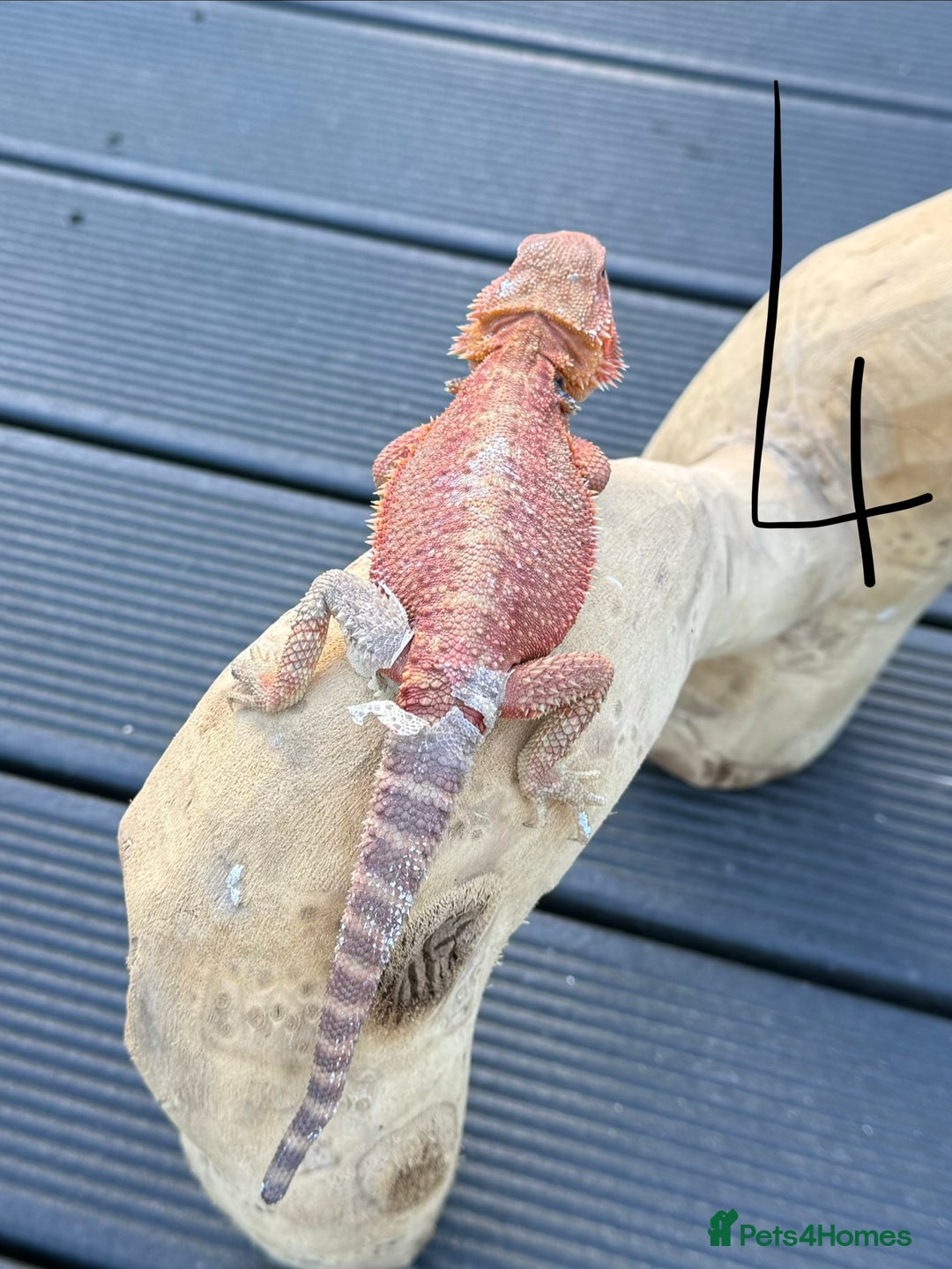 Bearded Dragon reptiles for sale: Bearded Dragon Red Monster Gene - Advert 1