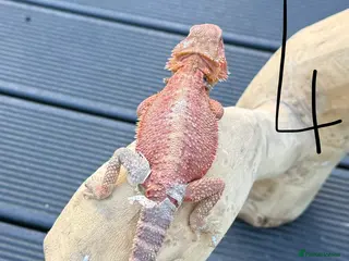 Bearded Dragon reptiles Bearded Dragon Red Monster Gene - Advert 5