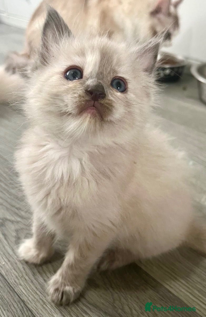 Ragdoll cats Fully Registered Ragdoll Kittens  - Advert 16