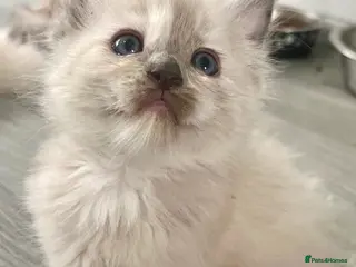 Ragdoll cats Fully Registered Ragdoll Kittens - Advert 16