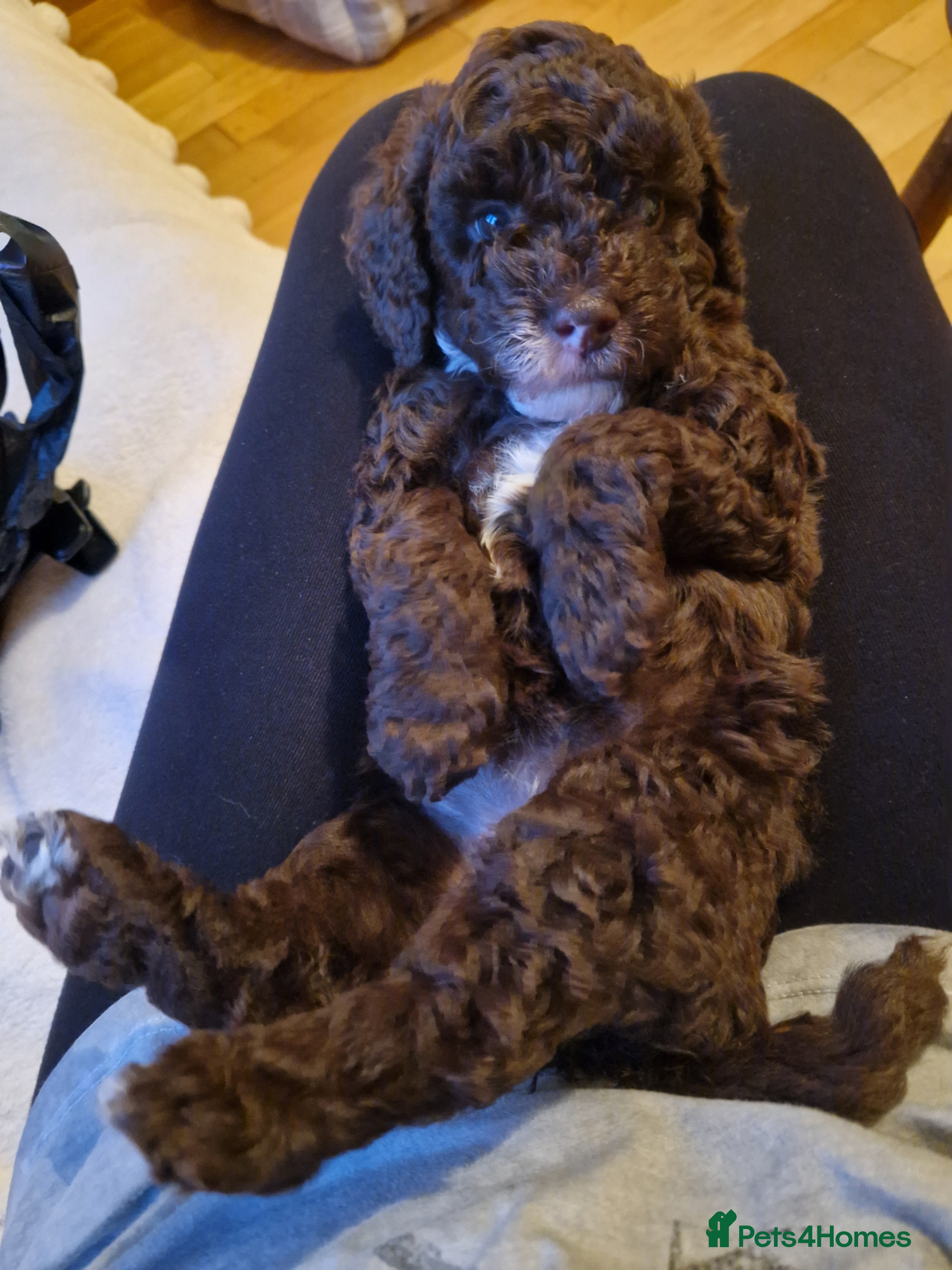 Cockapoo dogs F1B cockapoo puppies 2 boys 1 girl  - Advert 2