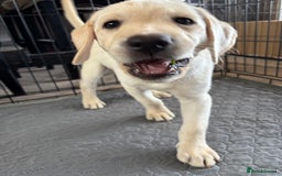 Labrador Retriever dogs for sale: KC Registered+Health checked Labrador puppies! in Rotherham - Image 5