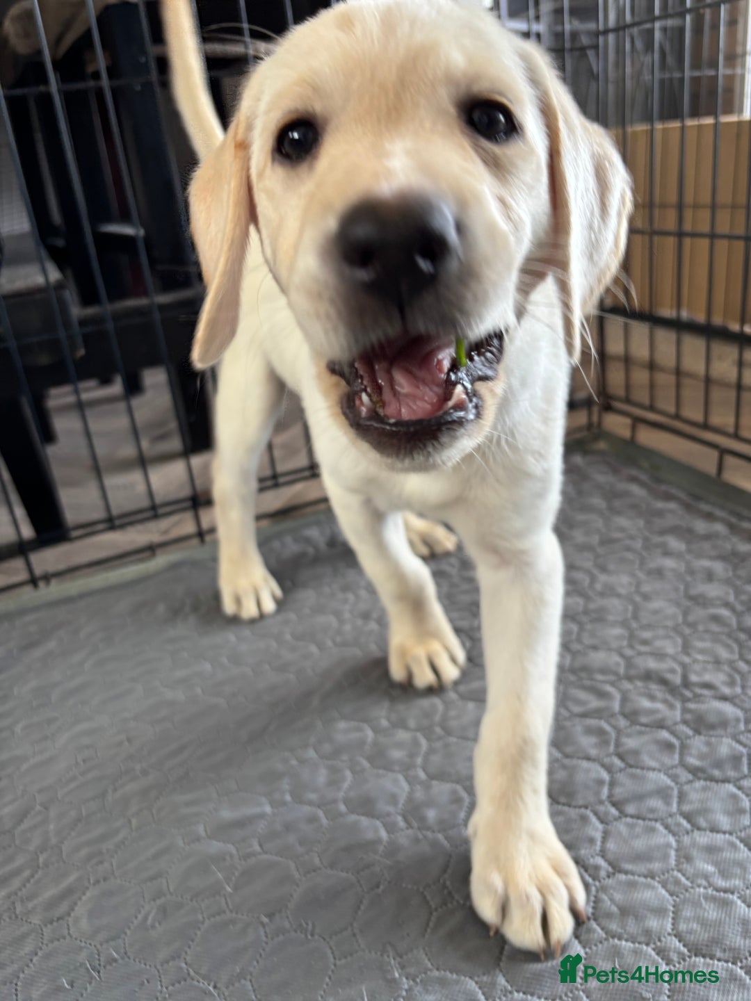 Labrador Retriever dogs for sale: KC Registered+Health checked Labrador puppies! in Rotherham - Image 5