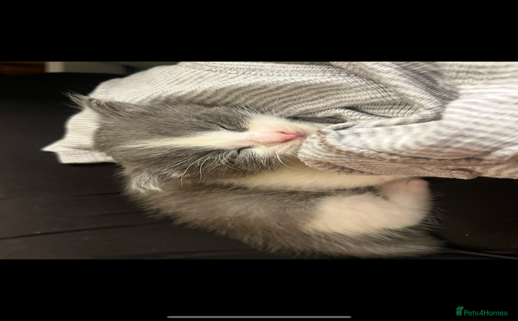 Domestic Shorthair cats - Advert 1