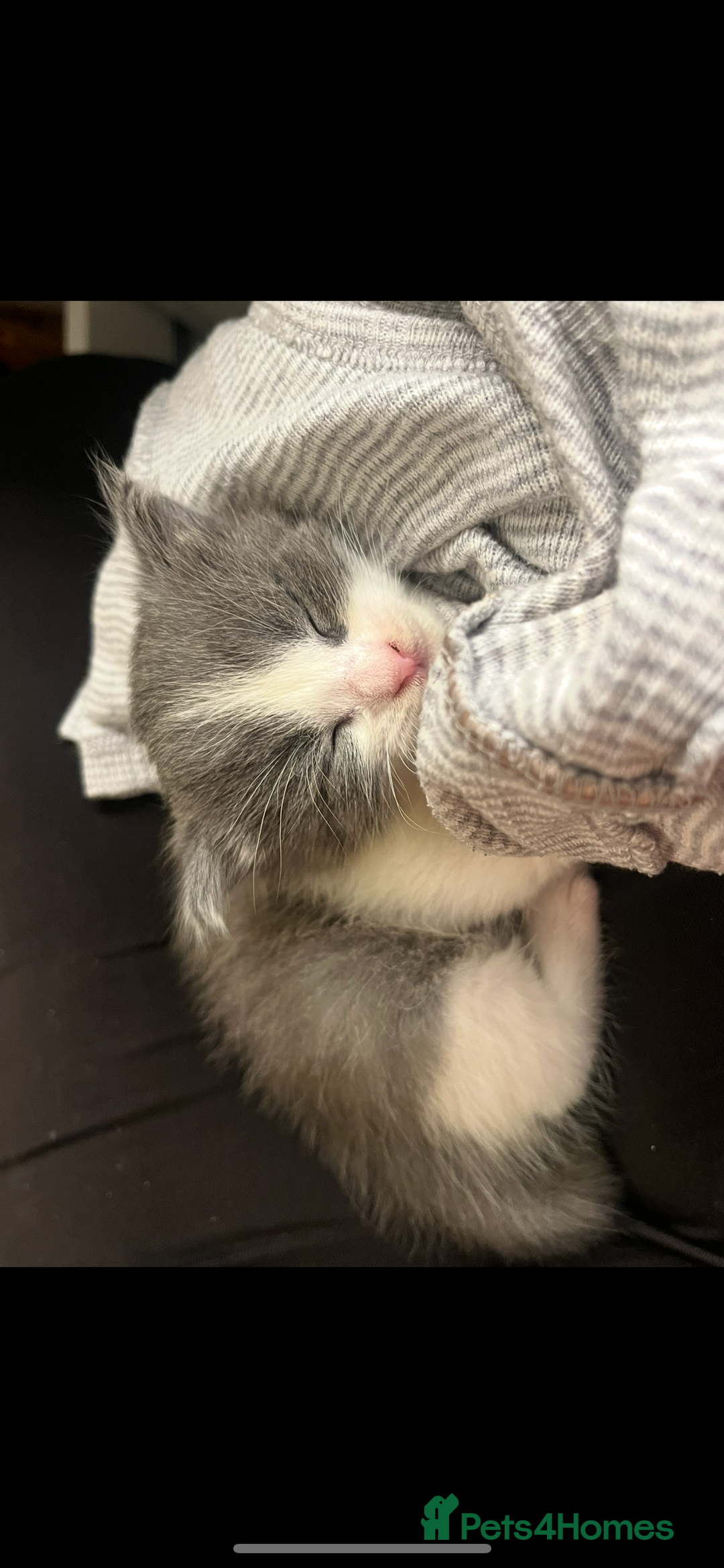 Domestic Shorthair cats for sale: Girl kitten grey and white  - Image 1