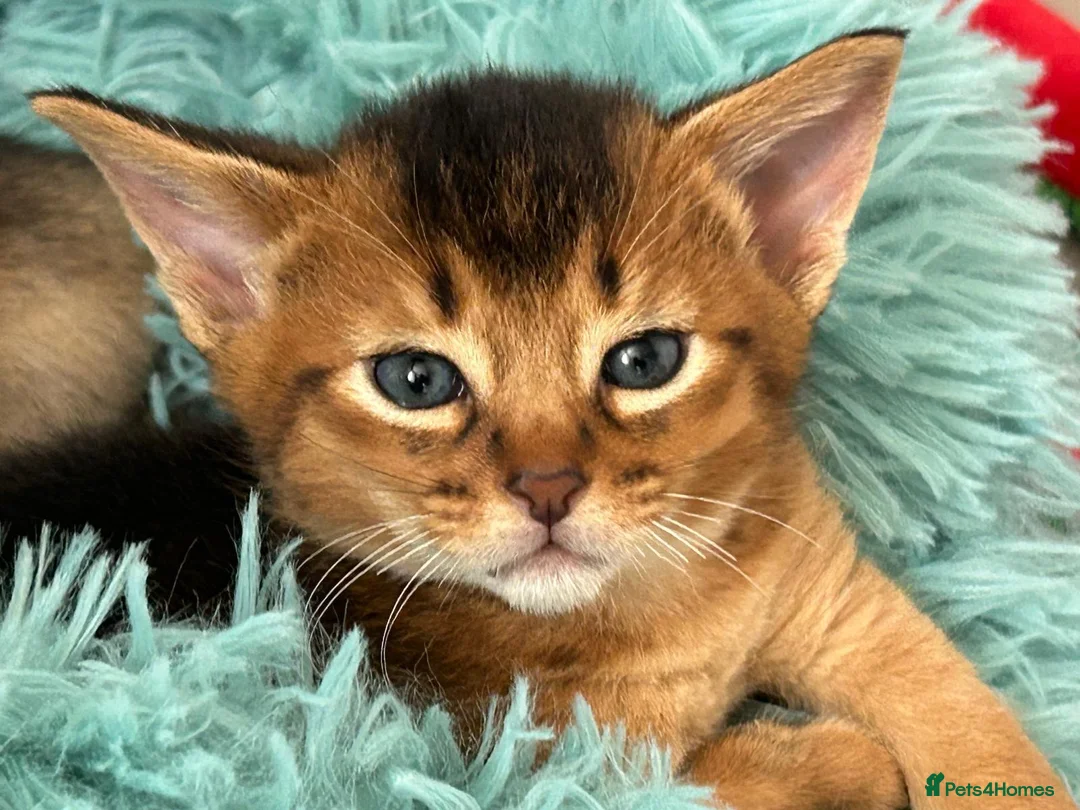 Abyssinian cats for sale: TICA reg one gorgeous Ruddy Aby boy left! - Advert 1