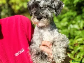 Miniature Schnauzer dogs One Exceptional Merle Boy Available - Advert 3
