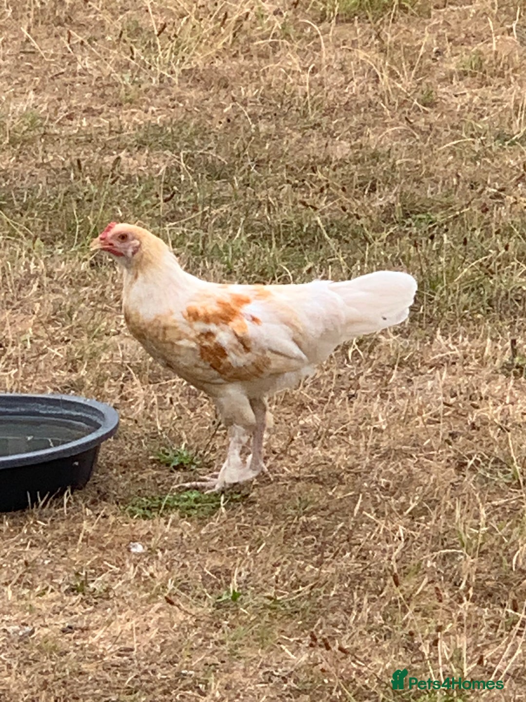 Chickens poultry for sale: Free  - Image 2