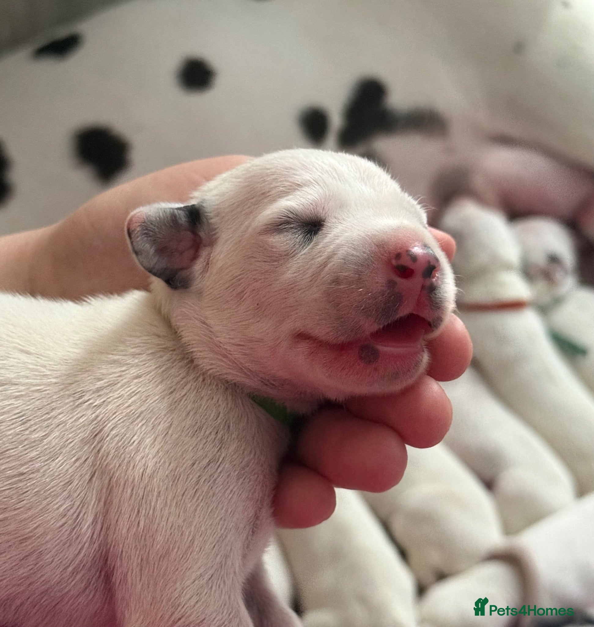 Dalmatian dogs 💫🐾 Dalmatian puppies🐾💫  - Advert 2