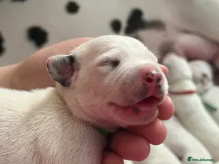 Dalmatian dogs 💫🐾 Dalmatian puppies🐾💫 - Advert 2