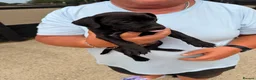 Patterdale Terrier dogs for sale: Patterdale Male puppies  in Ingatestone - Advert 4