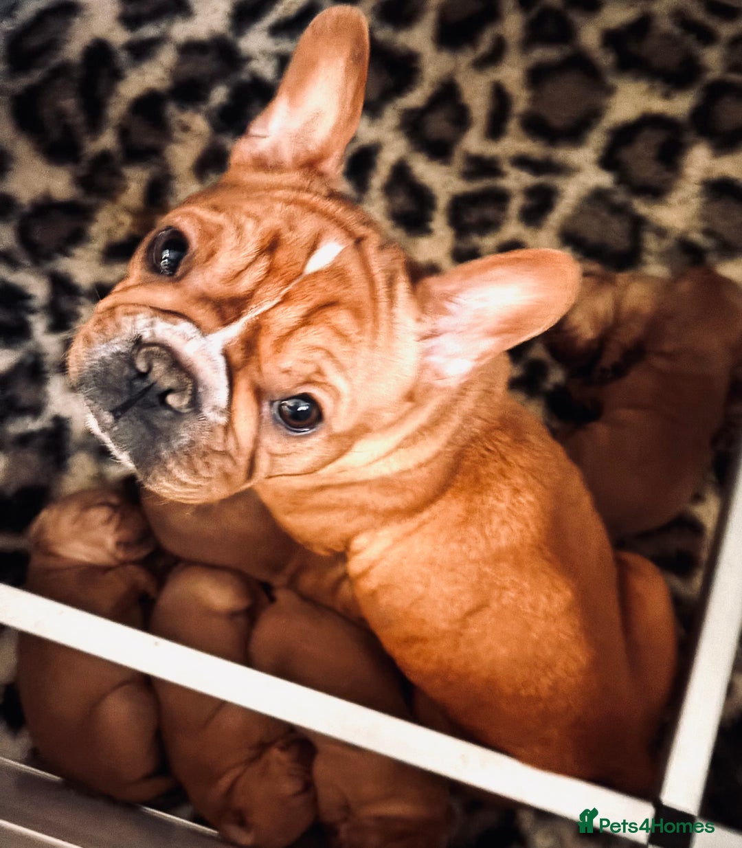 Mixed Breed dogs for sale: Red Royal frenchel puppies - Advert 3