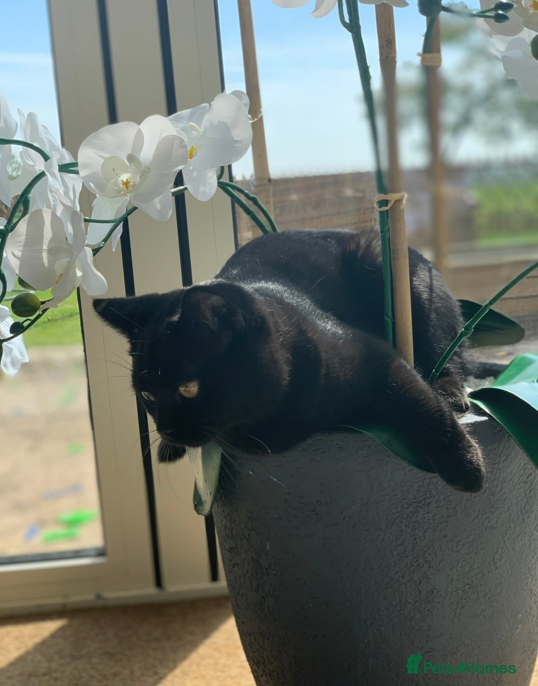 Ragdoll cats for sale: 🐾 Beautiful 4-YearOld Chocolate British Shorthair - Image 6