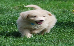 Mixed Breed dogs for sale: F1 Shepadoodle Puppies in Boston - Image 21