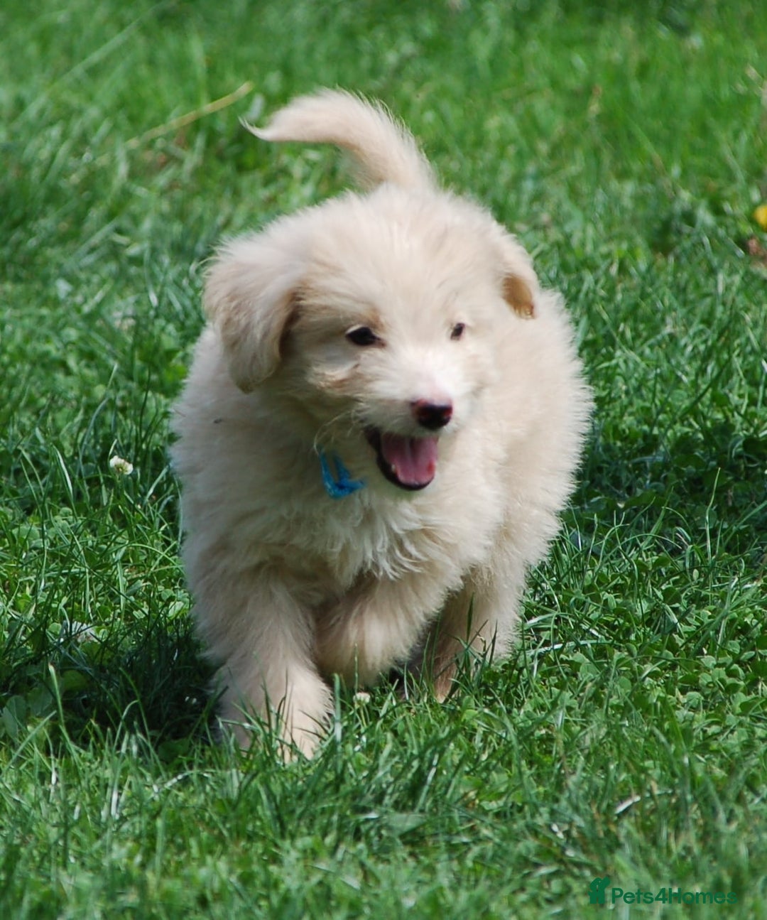 Mixed Breed dogs for sale: F1 Shepadoodle Puppies in Boston - Image 21
