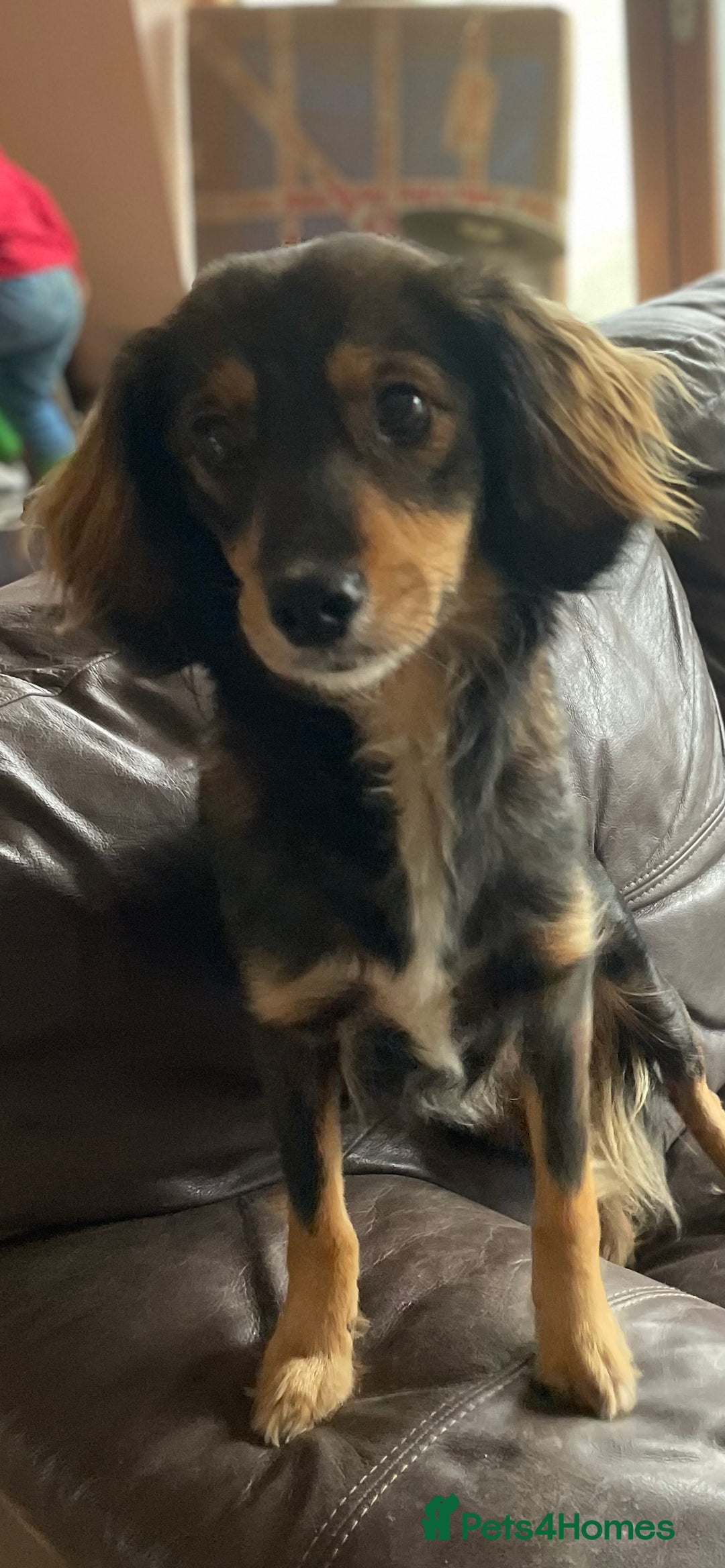 Mixed Breed dogs for sale: Beautiful pups! - Advert 7