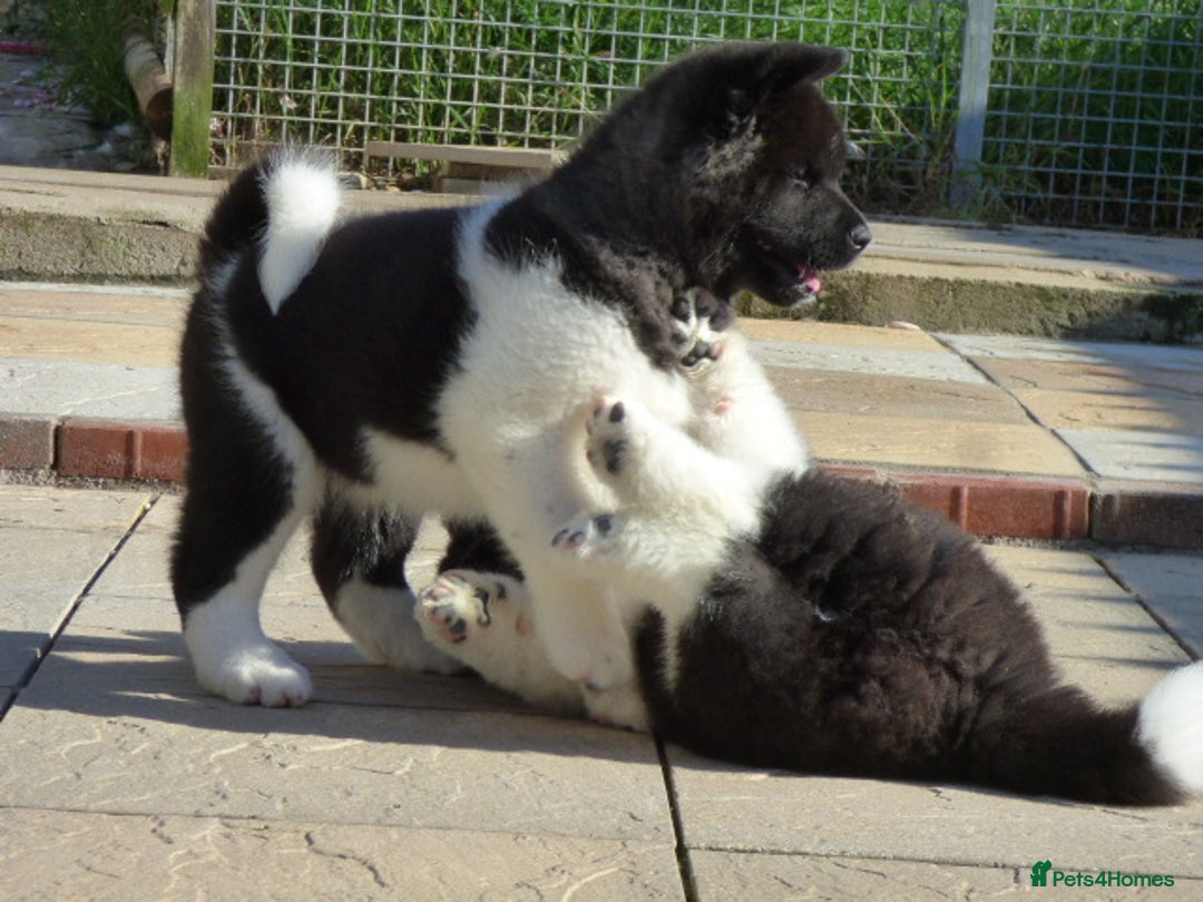 Akita dogs for sale: Quality Akita Babies (& KC Registered) - Image 32