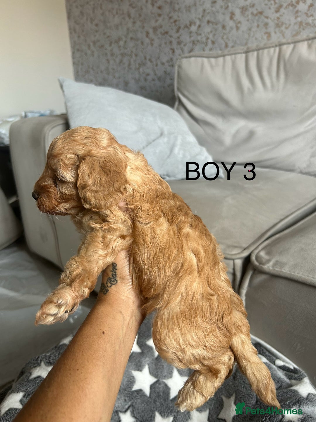 Cockapoo dogs for sale: Beautiful litter of tiny chunky Cockapoo puppies  - Image 12