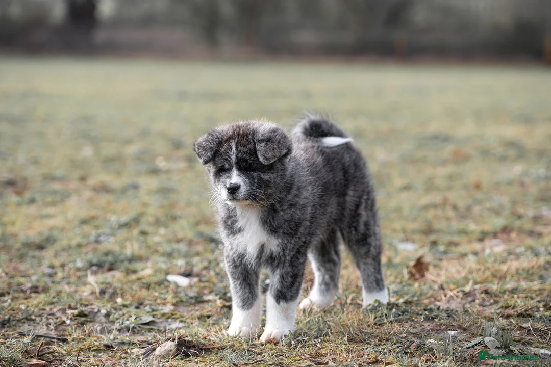 Japanese Akita Inu dogs for sale: Jepanese Akita Inu KC registered - Advert 1