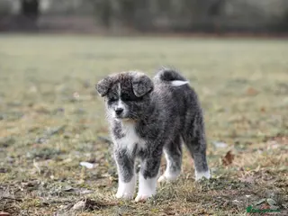 Japanese Akita Inu dogs Jepanese Akita Inu KC registered - Advert 2