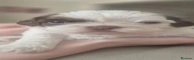 Shih Tzu 5
