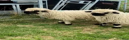 Sheep livestock for sale: Valais Blacknose Lambs and Adults in Rushden - Advert 1
