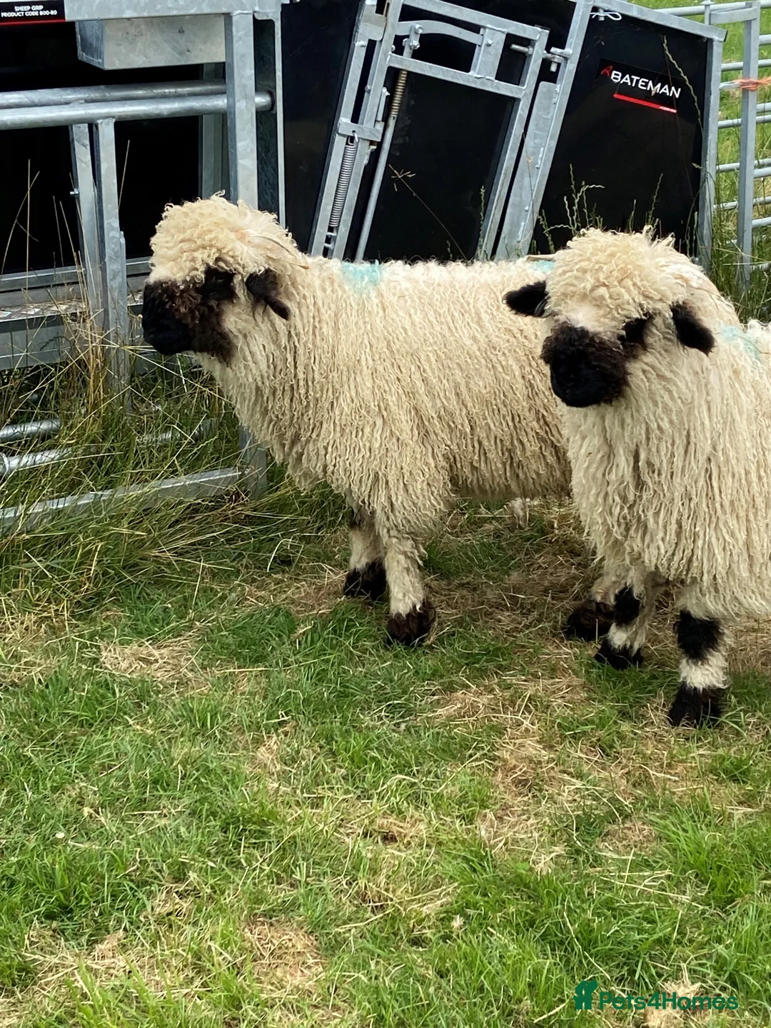 Sheep livestock for sale: Valais Blacknose Lambs and Adults in Rushden - Advert 1