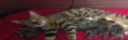 Bengal cats for sale: Bengal kitten - Advert 1