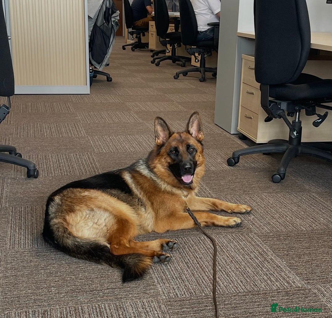 German Shepherd dogs for sale: ****UPCOMING LITTER*** - Advert 6