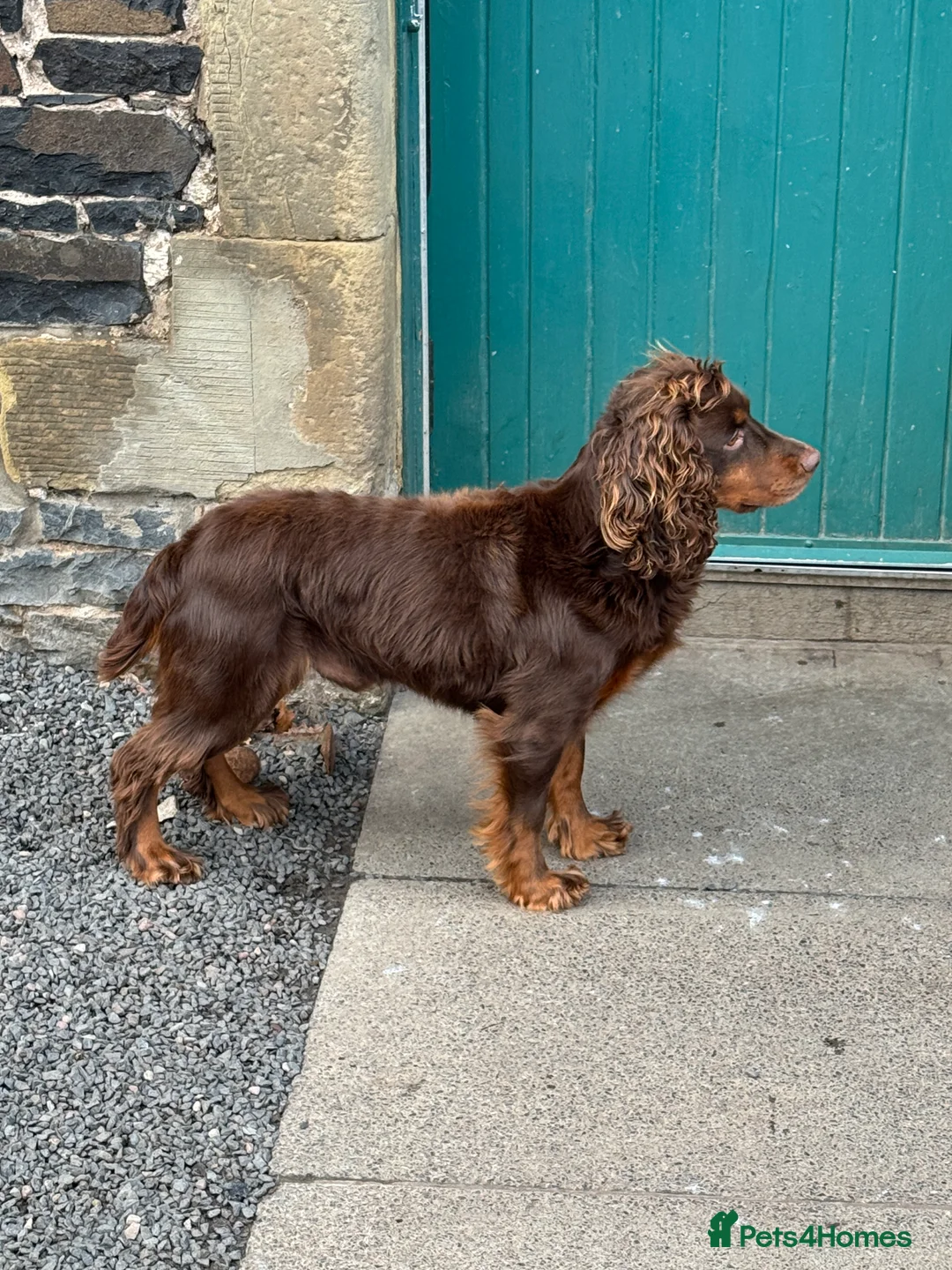 Cocker Spaniel dogs for sale: Stunning KC registered Cocker Spaniel Pups - Advert 10