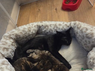 Mixed Breed cats 3 beautiful girls - Advert 1