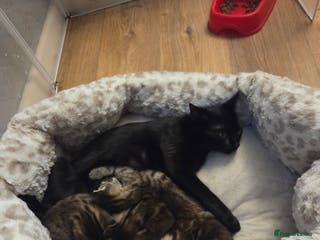 Mixed Breed cats 3 beautiful girls - Advert 24