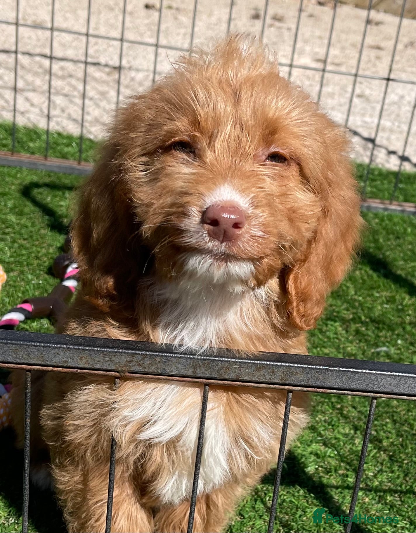 Cockapoo dogs Beautiful F1 cockapoo pups NOW READY - Advert 2