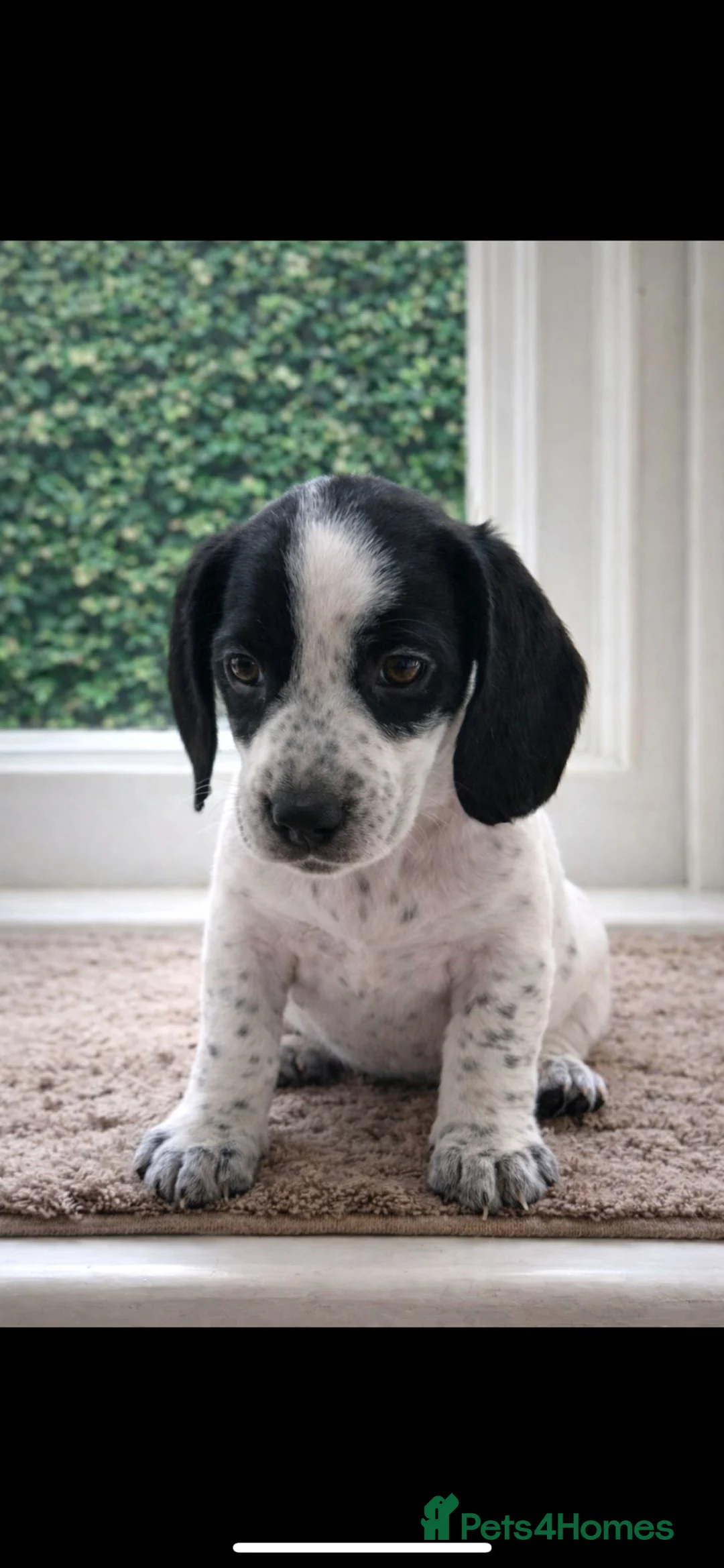 Dachshund dogs for sale: Lovely white dachshunds in Kensington  - Advert 13