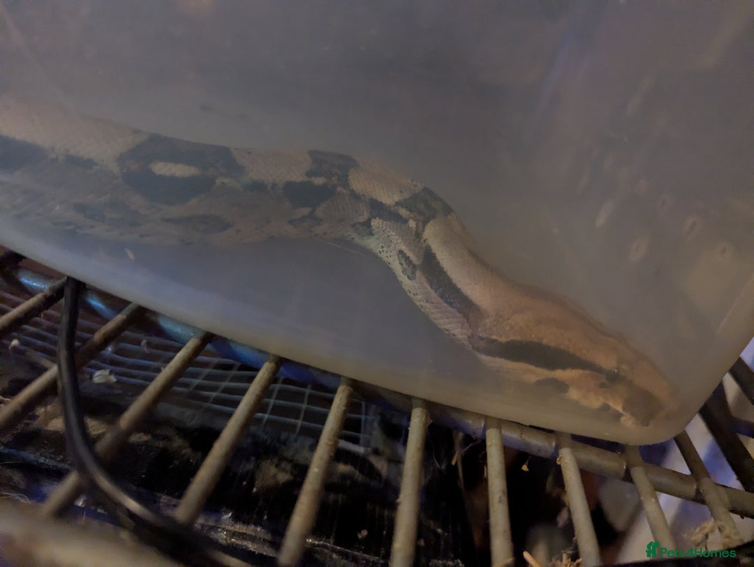 Boa Snake reptiles for sale: 3 beautiful Boa constrictors  - Image 3