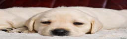 Labrador Retriever dogs for sale: KC REG HEALTH TESTED LABRADOR PUPPYS QUALITY LINES - Advert 17