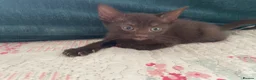 Siamese cats for sale: Siamese x Maine coon kittens - Advert 12