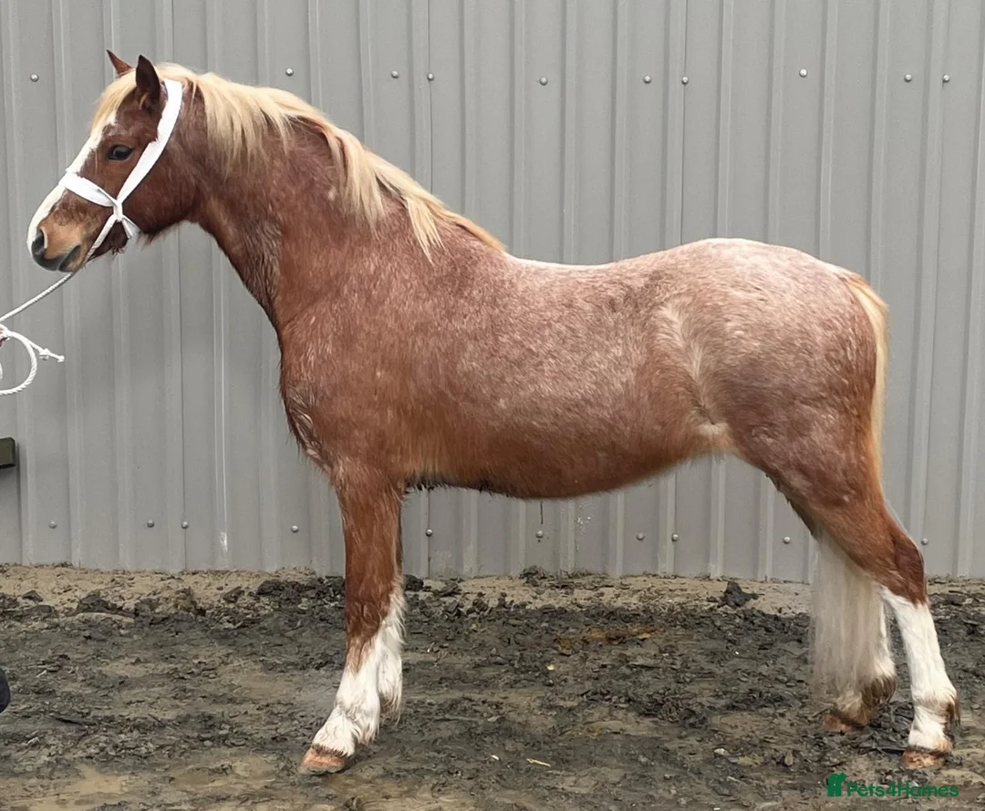 Welsh Section A horses for sale: Project gelding  - Advert 3