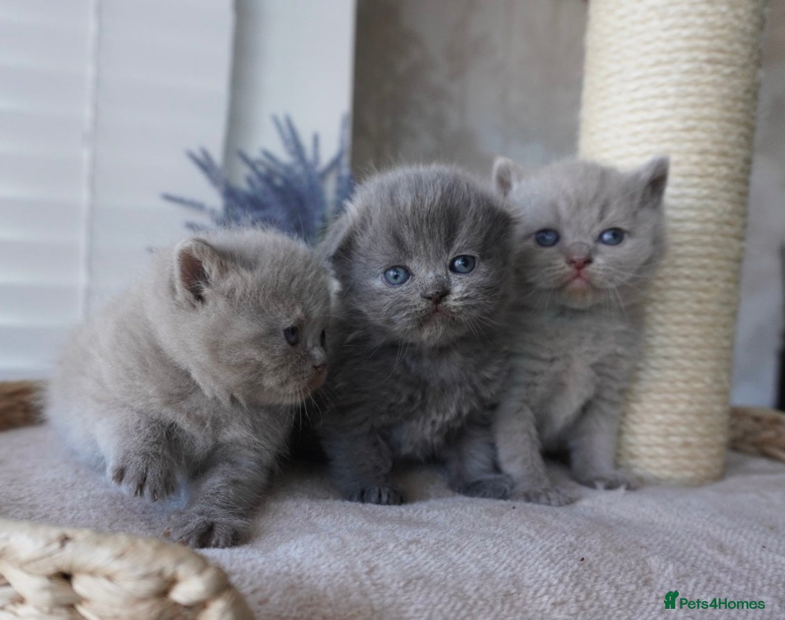 Scottish Fold cats Beautiful kittens - Advert 1
