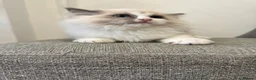 Ragdoll cats for sale: Chunky fluffy babies Available. - Advert 6