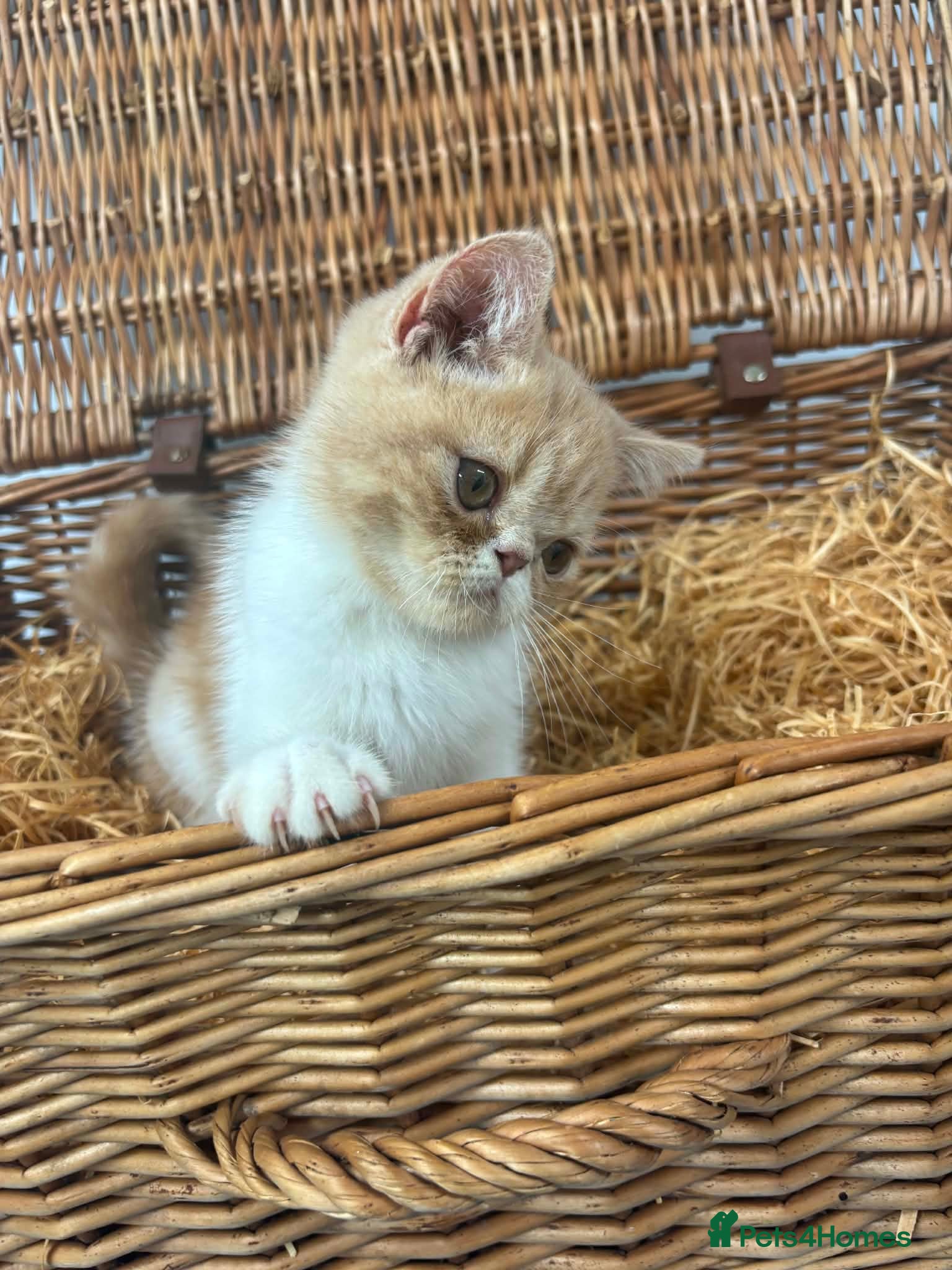 Exotic cats Beautiful exotic female 12 weeks ready to leave  - Advert 9