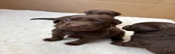 Labrador Retriever dogs for sale: Beautiful Chocolate Labrador Puppies - 09/03/2026 - Advert 21