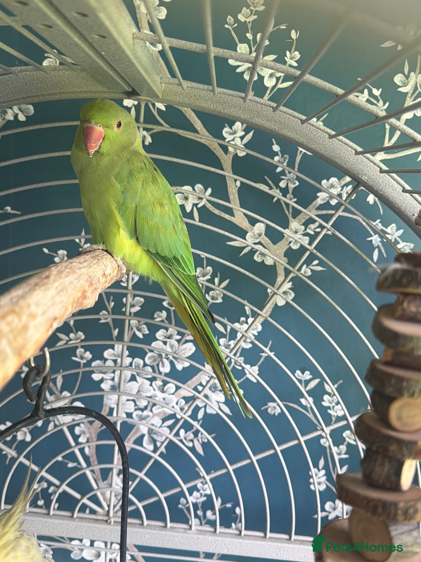 Parrots birds Rehoming my Indian Ring Neck Male - Advert 15