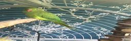 Parrots birds for sale: Rehoming my Indian Ring Neck Male - Advert 1