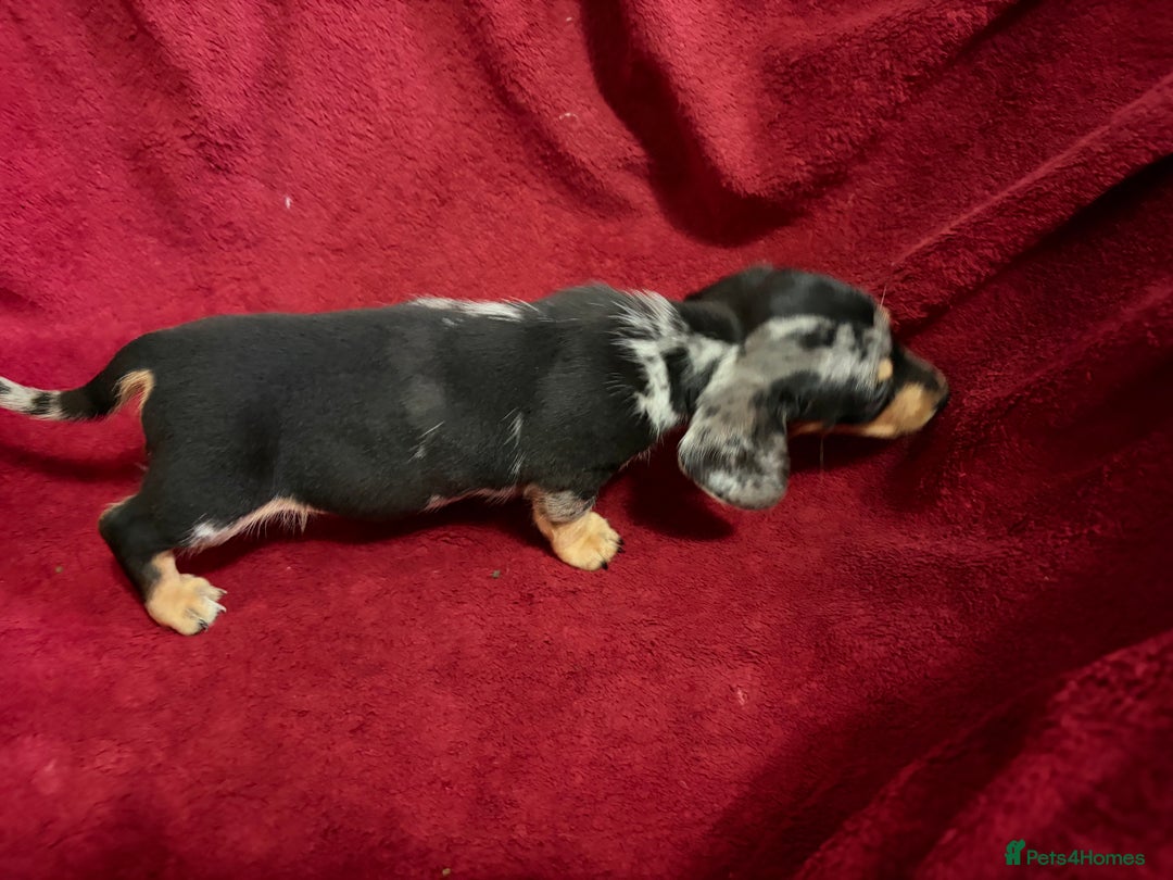 Miniature Dachshund dogs for sale: Stunning Miniature Dachshund Boys 💙 - Advert 11