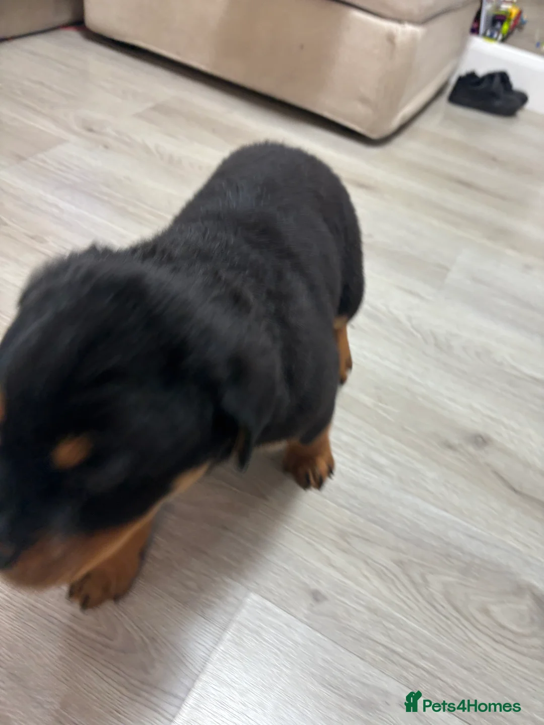 Rottweiler dogs for sale: 🐾🐶 beautifulRottweiler puppies 3 Girls Left🐶🐾 - Advert 32