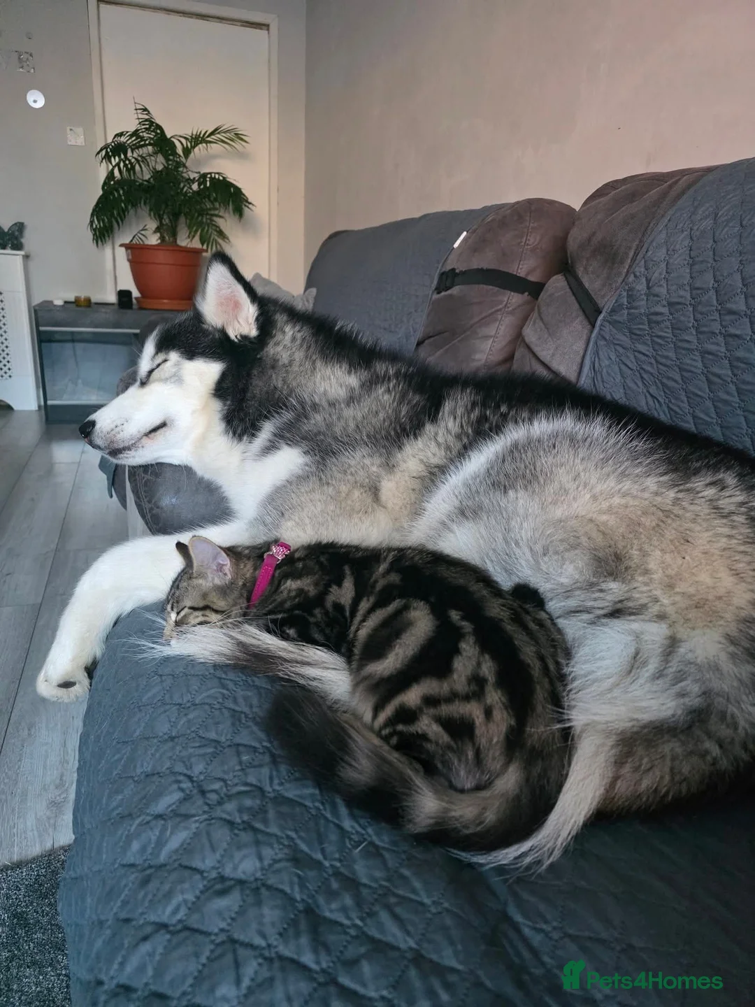 Siberian Husky dogs for sale: Please read advert! 2 huskies in need of a home  - Advert 5