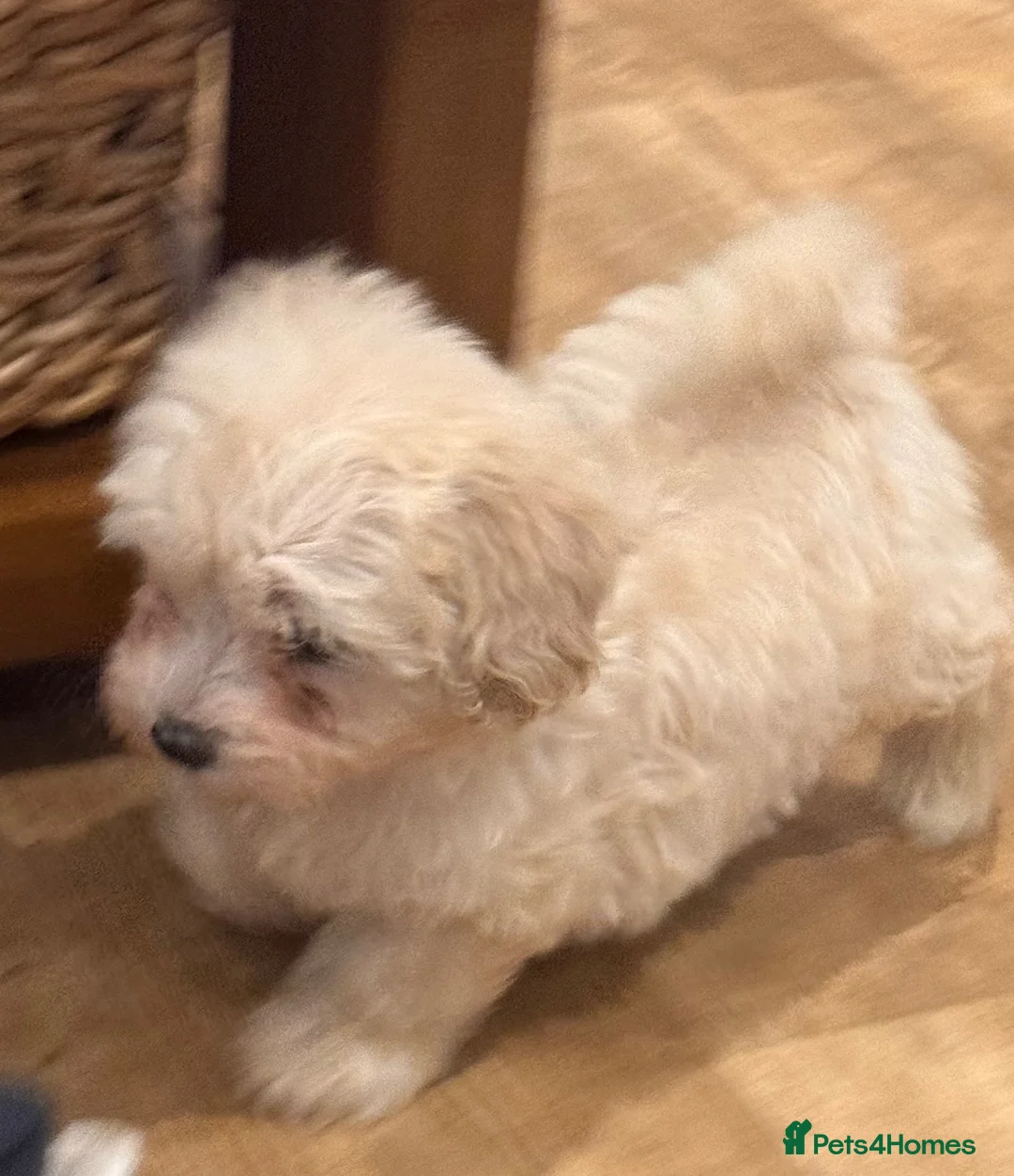 Shihpoo dogs for sale: Cute Shihpoo Puppies Shih Tzu X Poodle  - Advert 2